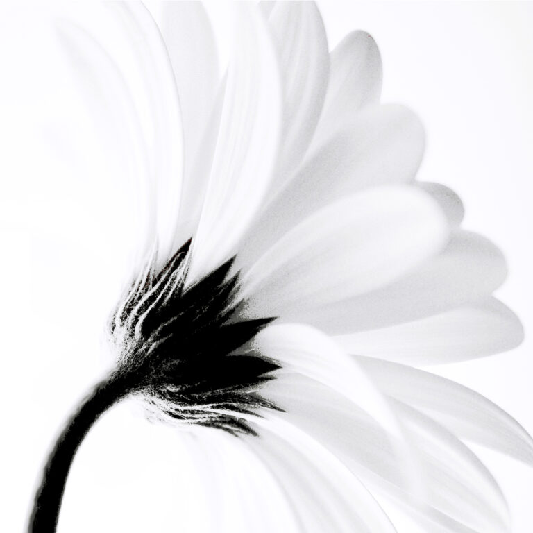Close-up of a white daisy flower with soft, delicate petals spreading outward, photographed from the side against a bright, light background, creating an ethereal and minimalist appearance.