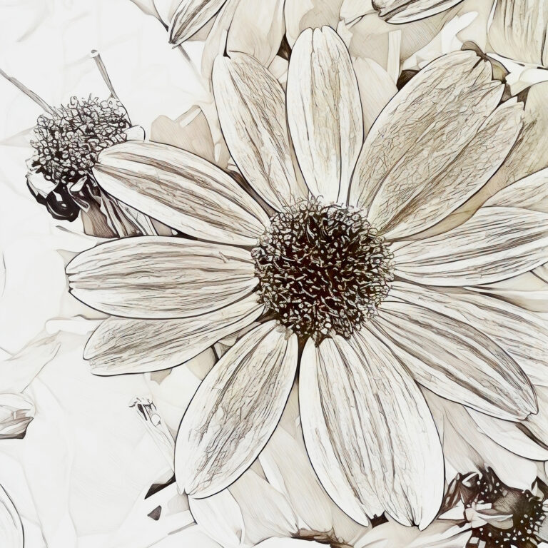 A close-up, sketch-style illustration of a daisy-like flower with long, narrow petals and a detailed central disc, surrounded by similar flowers in the background. The image is in soft, neutral tones.