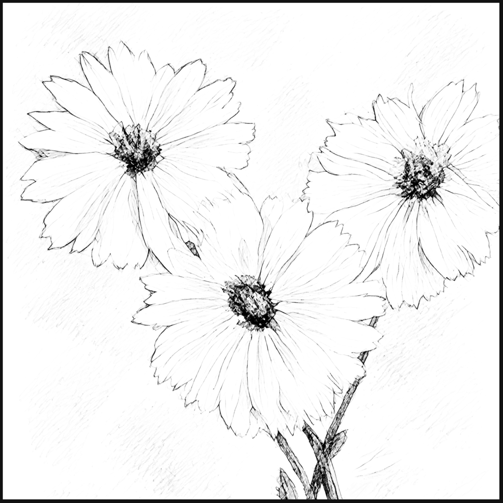 Line drawing of three daisy-like flowers.